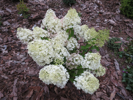Гортензия метельчатая Бобо (лат. Hydrangea paniculata 'Bobo') С3, саженец