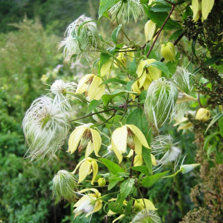 Клематис пильчатолистный (лат. Clematis serratifolia), семена