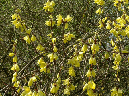 Форзиция свисающая (лат. Forsythia suspensa), семена