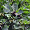 Боярышник черный (лат. Crataegus nigra), семена 