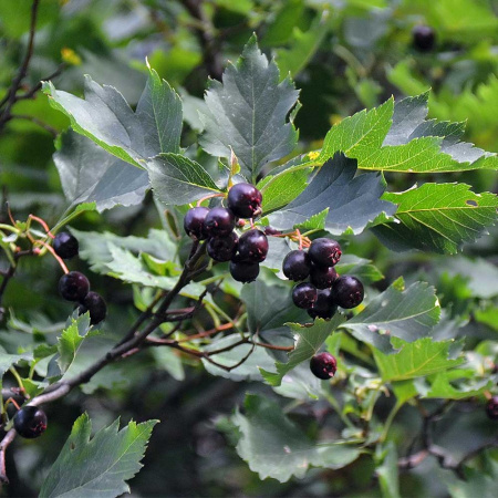 Боярышник черный (лат. Crataegus nigra), семена 