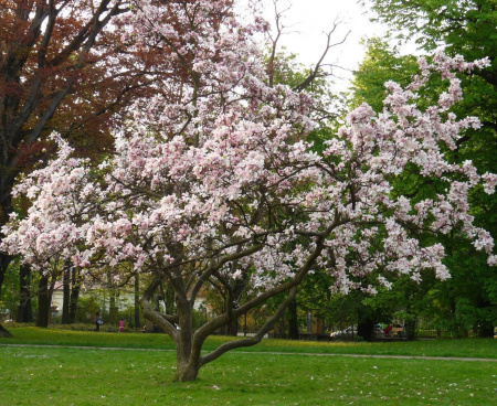Магнолия Делавея (лат. Magnolia delavayi), семена