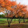 Ирга канадская (лат. Amelanchier canadensis), семена