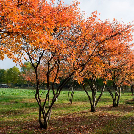 Ирга канадская (лат. Amelanchier canadensis), семена