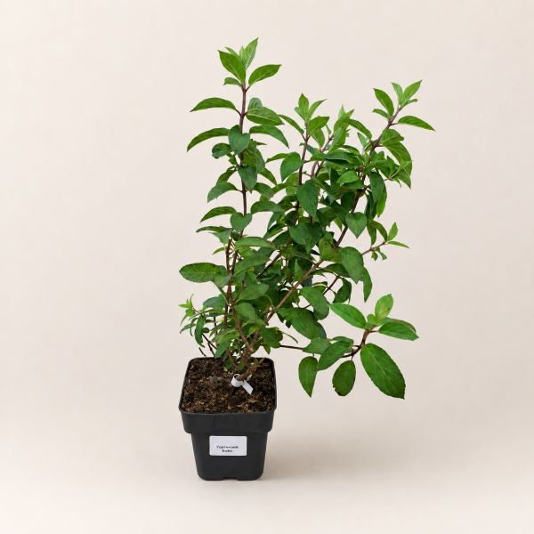 Гортензия метельчатая Бобо (лат. Hydrangea paniculata 'Bobo') С3, саженец