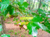 Клен полевой (лат. Acer campestre), семена