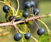 Крушина даурская (лат. Rhamnus dahurica), семена