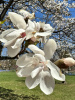 Магнолия кобус (лат. Magnolia kobus), семена