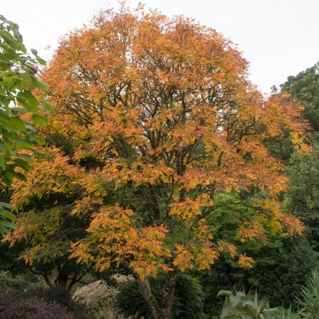 Кёльрейтерия метельчатая (лат. Koelreuteria paniculata), семена
