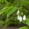 Халезия горная, или Ландышевое дерево (лат. Halesia monticola), семена