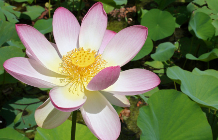 Лотос орехоносный Лили Понс (лат. Nelumbo SP. 'Lily Pons' ), семена