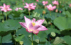 Лотос орехоносный Лили Понс (лат. Nelumbo SP. 'Lily Pons' ), семена