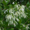 Снежноцвет виргинский или хионантус (лат. Chionanthus virginicus), семена