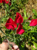 Горошек душистый, микс цветов (лат. Lathyrus odoratus), семена 25 шт