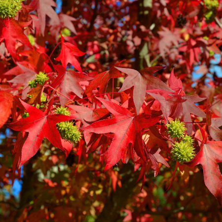 Ликвидамбар смолоносный, или амбровое дерево (лат. Liquidambar styraciflua), семена 0,2 грамма