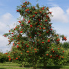 Рябина обыкновенная (лат. Sorbus aucuparia), семена