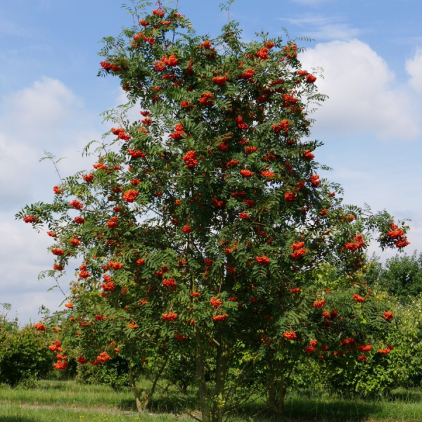 Рябина обыкновенная (лат. Sorbus aucuparia), семена