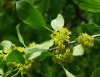 Крушина даурская (лат. Rhamnus dahurica), семена