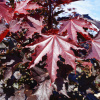 Клен остролистный Кримсон Кинг (лат. Acer platanoides 'Crimson King'), семена