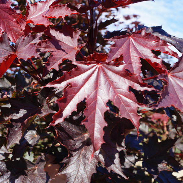 Клен остролистный Кримсон Кинг (лат. Acer platanoides 'Crimson King'), семена