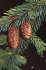 Ель Энгельмана (лат. Picea engelmannii), семена