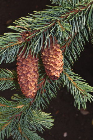 Ель Энгельмана (лат. Picea engelmannii), семена