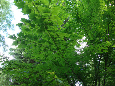 Клен бородатый (лат. Acer barbinerve), семена