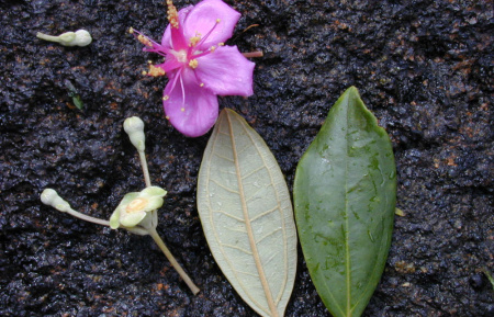 Родомирт войлочный (лат. Rhodomyrtus tomentosa), семена