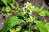 Лофант тибецкий белоцветковый, или Многоколосник морщинистый (лат. Agastache rugosa), семена