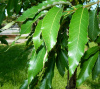 Дуб острейший (лат. Quercus acutissima) 10 шт, семена 
