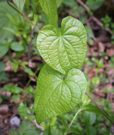 Тамус обыкновенный "Адамов корень" (лат. Dioscorea communis), семена