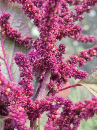 Амарант красный (лат. Amaranthus cruentus), 700 шт