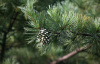 Сосна кедровая корейская, или Маньчжурский кедр (лат. Pinus koraiensis), семена