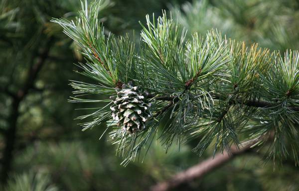 Сосна кедровая корейская, или Маньчжурский кедр (лат. Pinus koraiensis), семена