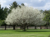 Груша уссурийская (лат. Pyrus ussuriensis), семена
