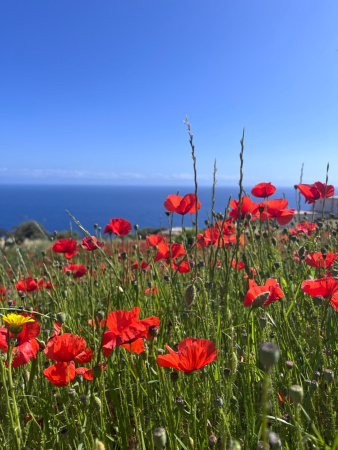 Мак самосейка (лат. Papaver rhoeas), 1000 шт