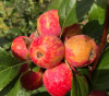 Яблоня среднеплодная полукультурка (лат. Malus hybride), семена