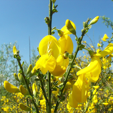 Ракитник венечный (лат. Cytisus scoparius), семена 