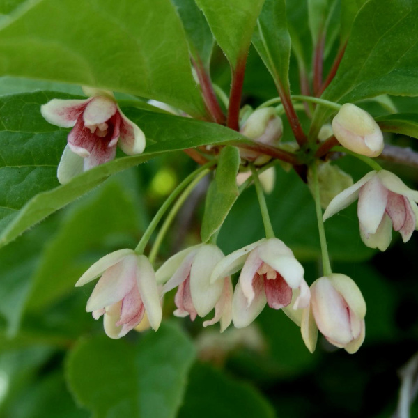 Лимонник китайский (лат. Schisandra chinensis), семена 