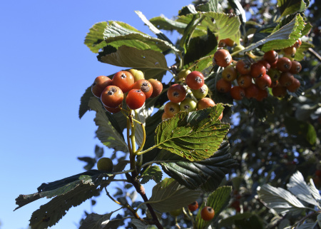 Рябина круглолистная (лат. Sorbus aria), семена