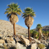 Пальма Вашингтония нитеносная, семена (лат. Washingtonia filifera)