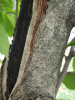 Магнолия кобус (лат. Magnolia kobus), семена