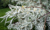 Лох серебристый (лат. Elaeagnus commutata), семена