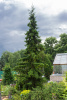 Ель сербская (лат. Picea omorika), семена