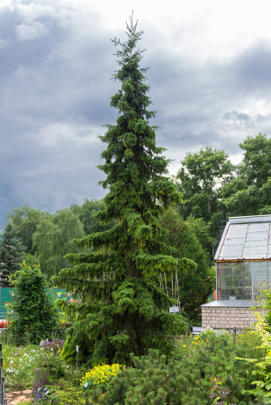 Ель сербская (лат. Picea omorika), семена