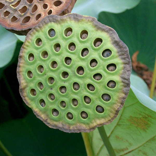 Лотос Комарова (лат. Nelumbo komarovii), семена