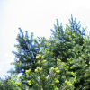 Пихта цельнолистная (лат. Abies holophylla) с зеленой шишкой, семена