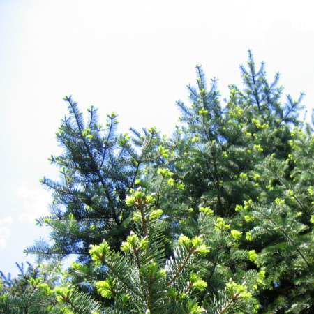 Пихта цельнолистная (лат. Abies holophylla) с зеленой шишкой, семена