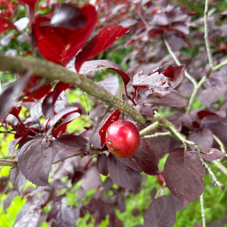 Слива Писсарди, или Алыча красная (лат. Prunus cerasifera var. pissardii), семена