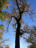 Дуб острейший (лат. Quercus acutissima) 10 шт, семена 